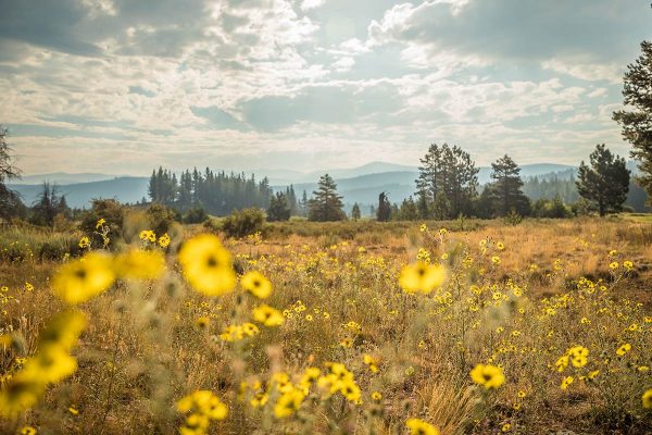 Martis Valley Flowers Parks & Trails