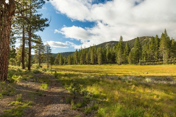 Meadow Trail